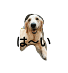 犬バカゴールデンレトリーバー日常編（個別スタンプ：3）