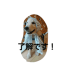 犬バカゴールデンレトリーバー日常編（個別スタンプ：4）