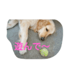犬バカゴールデンレトリーバー日常編（個別スタンプ：5）