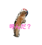 犬バカゴールデンレトリーバー日常編（個別スタンプ：7）