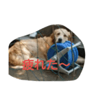 犬バカゴールデンレトリーバー日常編（個別スタンプ：8）