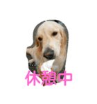 犬バカゴールデンレトリーバー日常編（個別スタンプ：9）