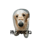 犬バカゴールデンレトリーバー日常編（個別スタンプ：10）
