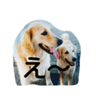 犬バカゴールデンレトリーバー日常編（個別スタンプ：11）