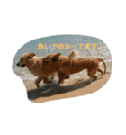 犬バカゴールデンレトリーバー日常編（個別スタンプ：12）