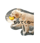 犬バカゴールデンレトリーバー日常編（個別スタンプ：13）