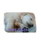 犬バカゴールデンレトリーバー日常編（個別スタンプ：16）