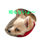 犬 's 2（個別スタンプ：1）