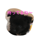 犬 's 2（個別スタンプ：2）