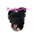 犬 's 2（個別スタンプ：3）