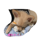 犬 's 2（個別スタンプ：4）