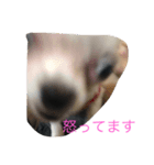 犬 's 2（個別スタンプ：5）