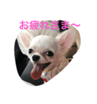 犬 's 2（個別スタンプ：8）