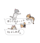 【よしまさ】猫だらけの吹き出し（個別スタンプ：15）