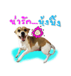 Dog＆cat (Nueaw ＆Friends)（個別スタンプ：10）