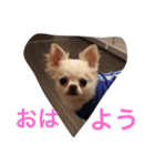 ロコ、ブル、トラ3（個別スタンプ：2）