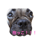 ロコ、ブル、トラ3（個別スタンプ：5）