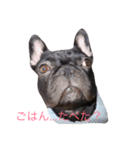 ロコ、ブル、トラ3（個別スタンプ：7）