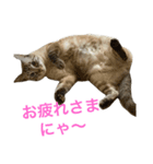 チャーミングにゃんこ ルナ（個別スタンプ：4）