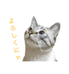 チャーミングにゃんこ ルナ（個別スタンプ：5）