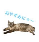 チャーミングにゃんこ ルナ（個別スタンプ：7）