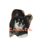3匹の子豚ちゃん♡（個別スタンプ：5）