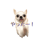チワワのシロちゃん（個別スタンプ：1）