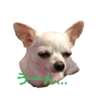 チワワのシロちゃん（個別スタンプ：3）