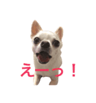 チワワのシロちゃん（個別スタンプ：4）