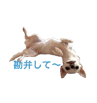 チワワのシロちゃん（個別スタンプ：5）