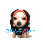チワワのシロちゃん（個別スタンプ：6）