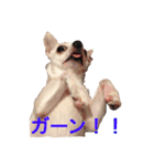 チワワのシロちゃん（個別スタンプ：7）