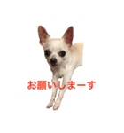 チワワのシロちゃん（個別スタンプ：8）