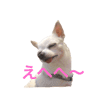 チワワのシロちゃん（個別スタンプ：9）