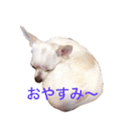 チワワのシロちゃん（個別スタンプ：11）