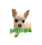 チワワのシロちゃん（個別スタンプ：13）