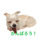 チワワのシロちゃん（個別スタンプ：15）