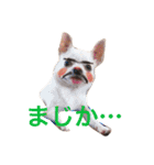 チワワのシロちゃん（個別スタンプ：17）