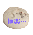 チワワのシロちゃん（個別スタンプ：18）