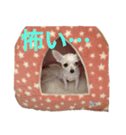 チワワのシロちゃん（個別スタンプ：19）