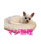 チワワのシロちゃん（個別スタンプ：20）