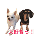 チワワのシロちゃん（個別スタンプ：23）