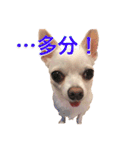 チワワのシロちゃん（個別スタンプ：25）