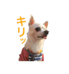 チワワのシロちゃん（個別スタンプ：26）