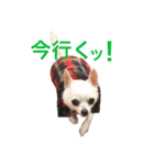 チワワのシロちゃん（個別スタンプ：31）