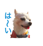 チワワのシロちゃん（個別スタンプ：32）