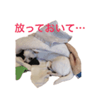 チワワのシロちゃん（個別スタンプ：34）