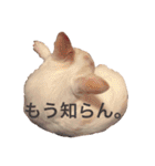 チワワのシロちゃん（個別スタンプ：37）
