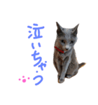 fu ＆ an  3（個別スタンプ：1）