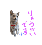 fu ＆ an  3（個別スタンプ：2）